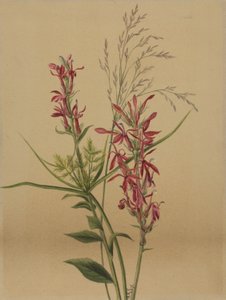 Cardinal Flower Lobelia cardinalis, 1878. 作者 玛丽·沃克斯·沃尔科特