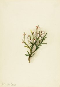 Cassiope Cassiope mertensiana, ca. 1900-1905. 作者 玛丽·沃克斯·沃尔科特