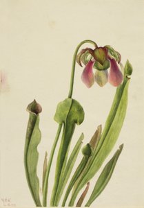 Catesby Pitcherplant Sarracenia catesaei, 1929. 作者 玛丽·沃克斯·沃尔科特
