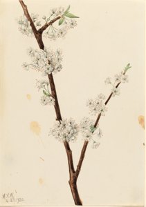 鸡爪李（Prunus angustifolia） 作者 玛丽·沃克斯·沃尔科特