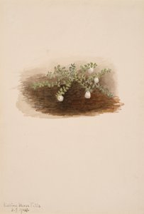 Chiogenes hispidula, 1904. 作者 玛丽·沃克斯·沃尔科特