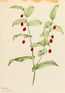 抱茎（Streptopus amplexifolius) 作者 玛丽·沃克斯·沃尔科特