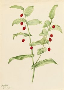 紧握的扭曲的茎 Streptopus amplexifolius, 1916. 作者 玛丽·沃克斯·沃尔科特