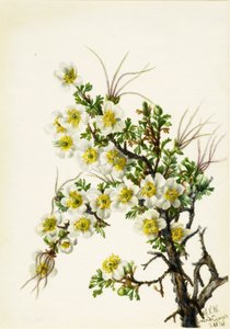Cliffrose Canshuriana, 1934. 作者 玛丽·沃克斯·沃尔科特