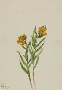 哥伦比亚百合 Lilium columbianum, 1925. 作者 玛丽·沃克斯·沃尔科特