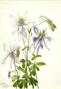 哥伦布（Aquilegia ecalcarata） 作者 玛丽·沃克斯·沃尔科特
