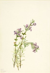 Conradina verticillata, 1934. 作者 玛丽·沃克斯·沃尔科特