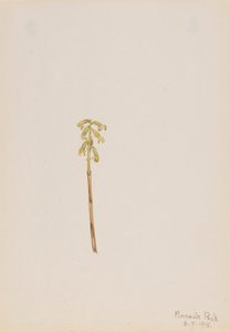 Corathorhiza corallorhiza 作者 玛丽·沃克斯·沃尔科特