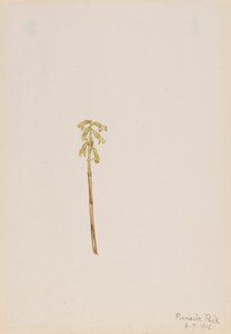 Corathorhiza corallorhiza，1918。 作者 玛丽·沃克斯·沃尔科特