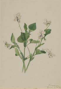 Cream Violet Viola striata, 1918. 作者 玛丽·沃克斯·沃尔科特