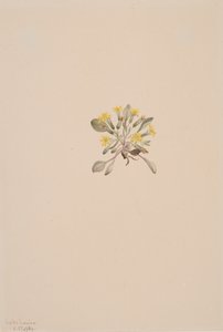 Crepis Elegans, 1904. 作者 玛丽·沃克斯·沃尔科特