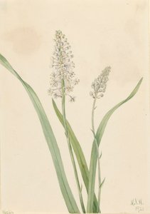 Crowpoison Chrosperma muscaetoxicum, 1921。 作者 玛丽·沃克斯·沃尔科特