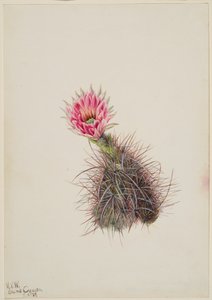 黄瓜仙人掌，1939年。 作者 玛丽·沃克斯·沃尔科特