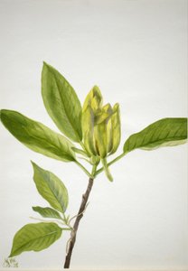 黄瓜树（广玉兰） 作者 玛丽·沃克斯·沃尔科特