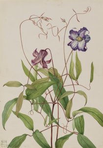 卷曲铁线莲（Clematis crispa） 作者 玛丽·沃克斯·沃尔科特
