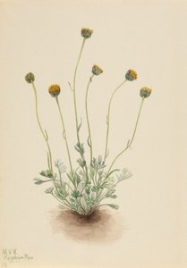 切割的叶子 Fleabane Erigeron compositus nudus, 1921. 作者 玛丽·沃克斯·沃尔科特