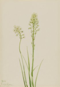 死亡骆驼（Zygadenus venenosus） 作者 玛丽·沃克斯·沃尔科特