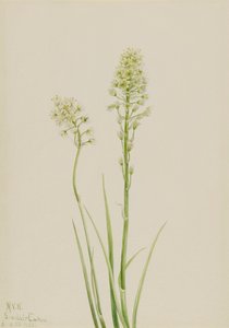 Death Camas Zygadenus venenosus, 1923. 作者 玛丽·沃克斯·沃尔科特