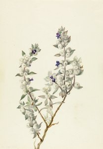死亡谷鼠尾草（Salvia funerea） 作者 玛丽·沃克斯·沃尔科特