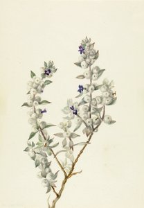 死亡谷鼠尾草Salvia funerea，约1930年代初。 作者 玛丽·沃克斯·沃尔科特