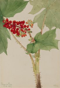 Devilsclub Echinopanax horridum, 1917. 作者 玛丽·沃克斯·沃尔科特