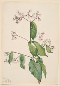 狗尾草（Apocyum androsaemfolium） 作者 玛丽·沃克斯·沃尔科特