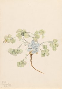 双膀胱藻（Physaria didymocarpa） 作者 玛丽·沃克斯·沃尔科特