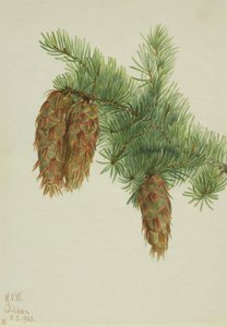 花旗松 Pseudotsuga mucronata, 1923. 作者 玛丽·沃克斯·沃尔科特