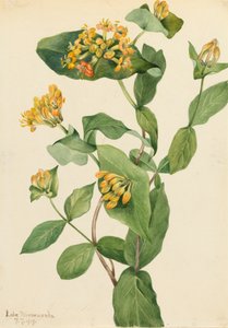 道格拉斯金银花 Lonicera glaucescens, 1919. 作者 玛丽·沃克斯·沃尔科特