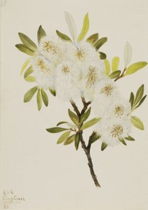 Drummond Willow Salix drummondiana, 1921. 作者 玛丽·沃克斯·沃尔科特