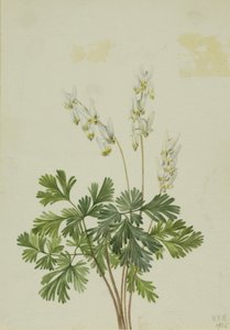 荷兰石竹 作者 玛丽·沃克斯·沃尔科特
