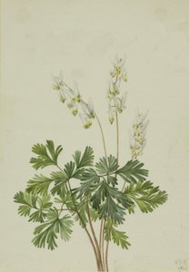 荷兰人的问候语 Bikukulla cucullaria, 1925。 作者 玛丽·沃克斯·沃尔科特