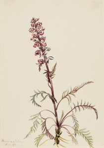 象头藻（Pedicularis groenlandica） 作者 玛丽·沃克斯·沃尔科特