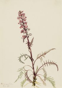 Elephanthead Pedicularis groenlandica, 1916。 作者 玛丽·沃克斯·沃尔科特