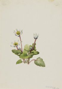 Elkslip Caltha leptosepala, 1916. 作者 玛丽·沃克斯·沃尔科特