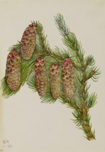 恩格尔曼云杉（Picea engelmanni） 作者 玛丽·沃克斯·沃尔科特