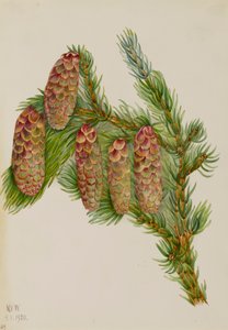 恩格尔曼云杉 Picea engelmanni, 1920. 作者 玛丽·沃克斯·沃尔科特
