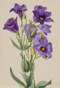 Eustoma russelianum，约1930年代初。 作者 玛丽·沃克斯·沃尔科特