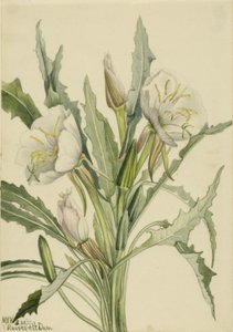 月见草（Pachyoplus hirsutus） 作者 玛丽·沃克斯·沃尔科特