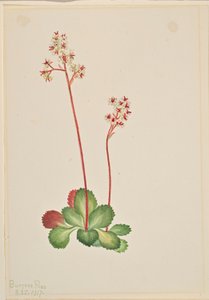常绿虎耳草（Leptarrhena pyrolifolia） 作者 玛丽·沃克斯·沃尔科特