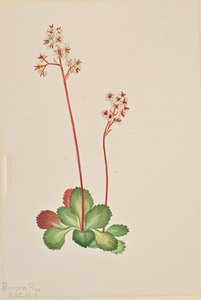 常绿虎耳草 Leptarrhena pyrolifolia, 1917.