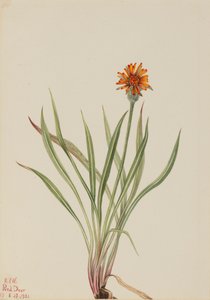 假蒲公英 Agoseris aurantiaca, 1921. 作者 玛丽·沃克斯·沃尔科特