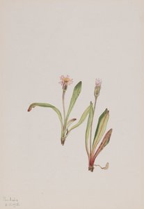 假蒲公英Agoseris carnea，1918年。