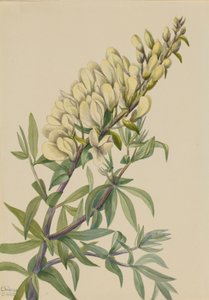 False Indigo Baptista bructeata, 1932. 作者 玛丽·沃克斯·沃尔科特