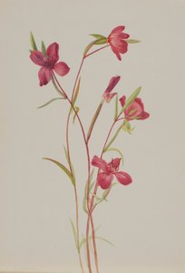 告别春天 Godetia amoena lilja, 约1930年代。 作者 玛丽·沃克斯·沃尔科特