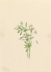 田野紫罗兰（Viola rafinesquii） 作者 玛丽·沃克斯·沃尔科特