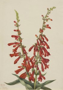 火龙草（Pentstemon eatonii） 作者 玛丽·沃克斯·沃尔科特