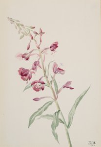 Fireweed Epilobium angustifolium, 1902. 作者 玛丽·沃克斯·沃尔科特
