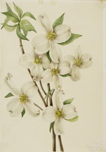 花山茱萸 作者 玛丽·沃克斯·沃尔科特