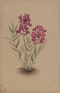 来自梅萨的花朵，1883年。 作者 玛丽·沃克斯·沃尔科特